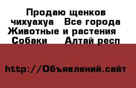 Продаю щенков чихуахуа - Все города Животные и растения » Собаки   . Алтай респ.